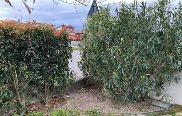 L'aiuola prima: terra nuda, foglie secche e erba cresciuta alla base degli arbusti.