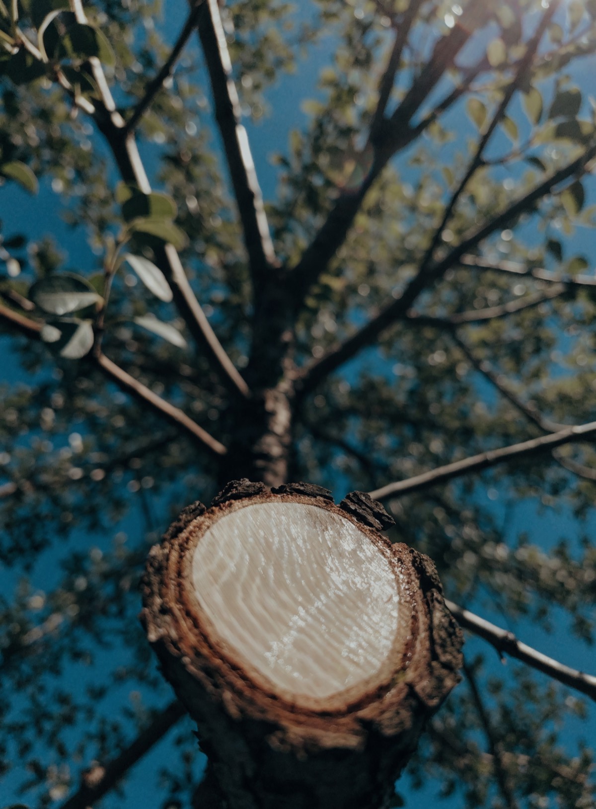 Un albero ornamentale appena potato visto dal basso, i rami aperti contro il cielo e i tagli ancora chiari.